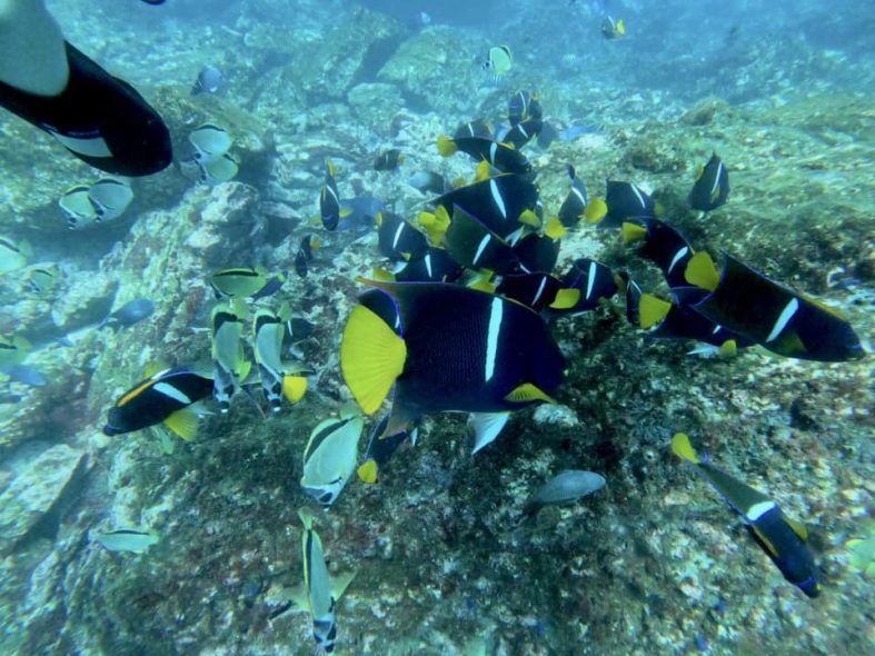 Reef fish